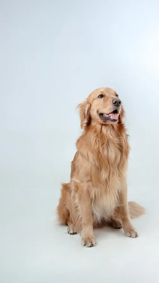 Golden retriever sentado, sorrindo com a língua de fora